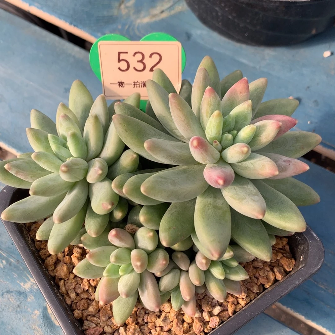 阿蒂斯托无砍一物一拍532