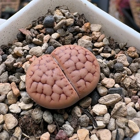 2738，黄绿美玉脑纹带盆土发货