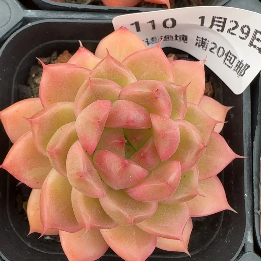 花语逸镜0129-110