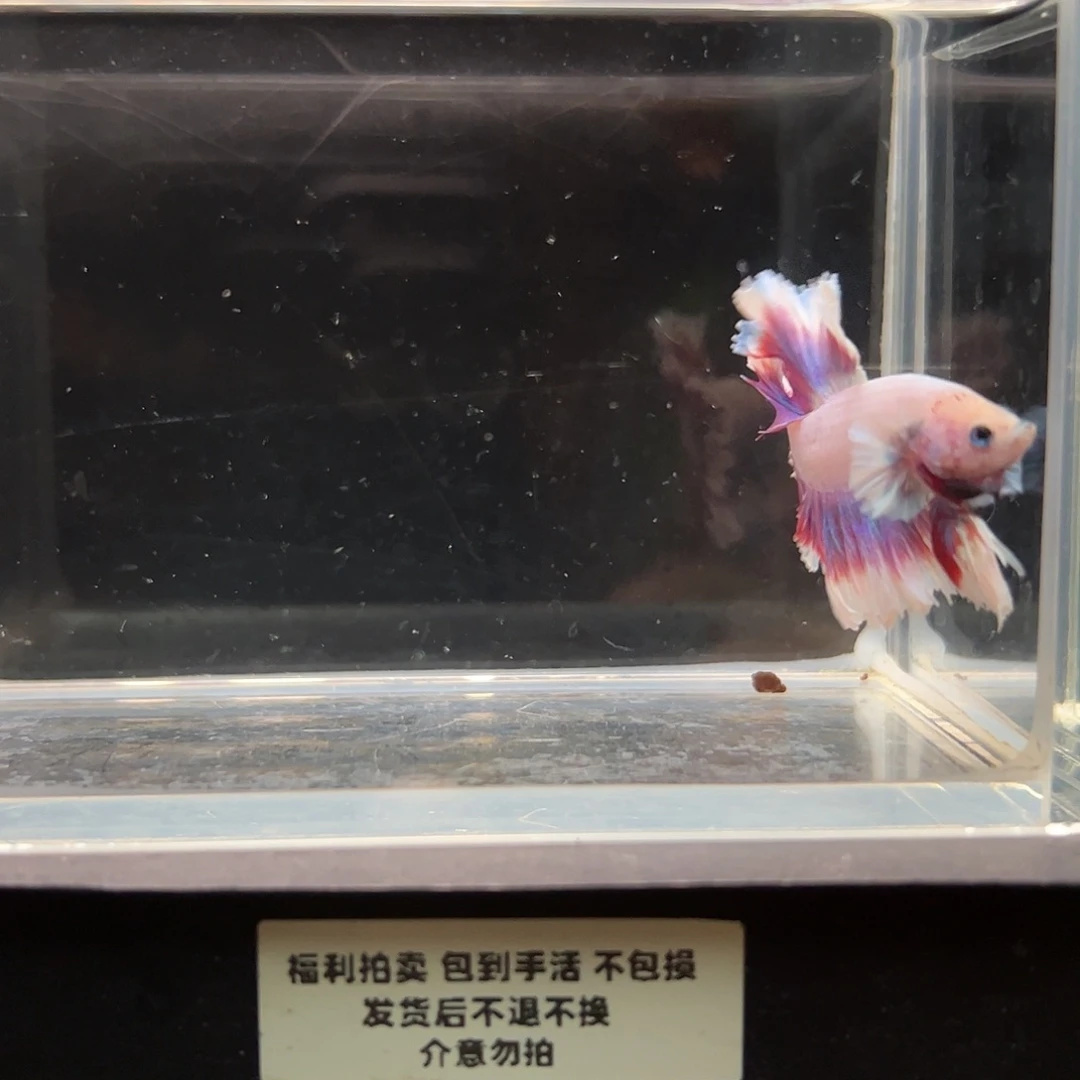 斗鱼一单包邮22日48