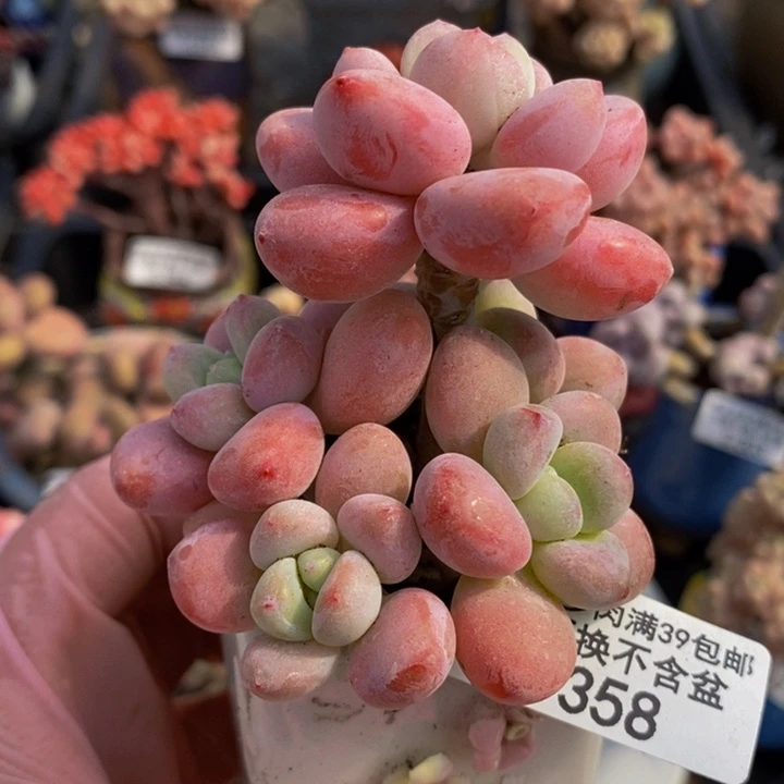 樱花洛神6cm358多肉植物