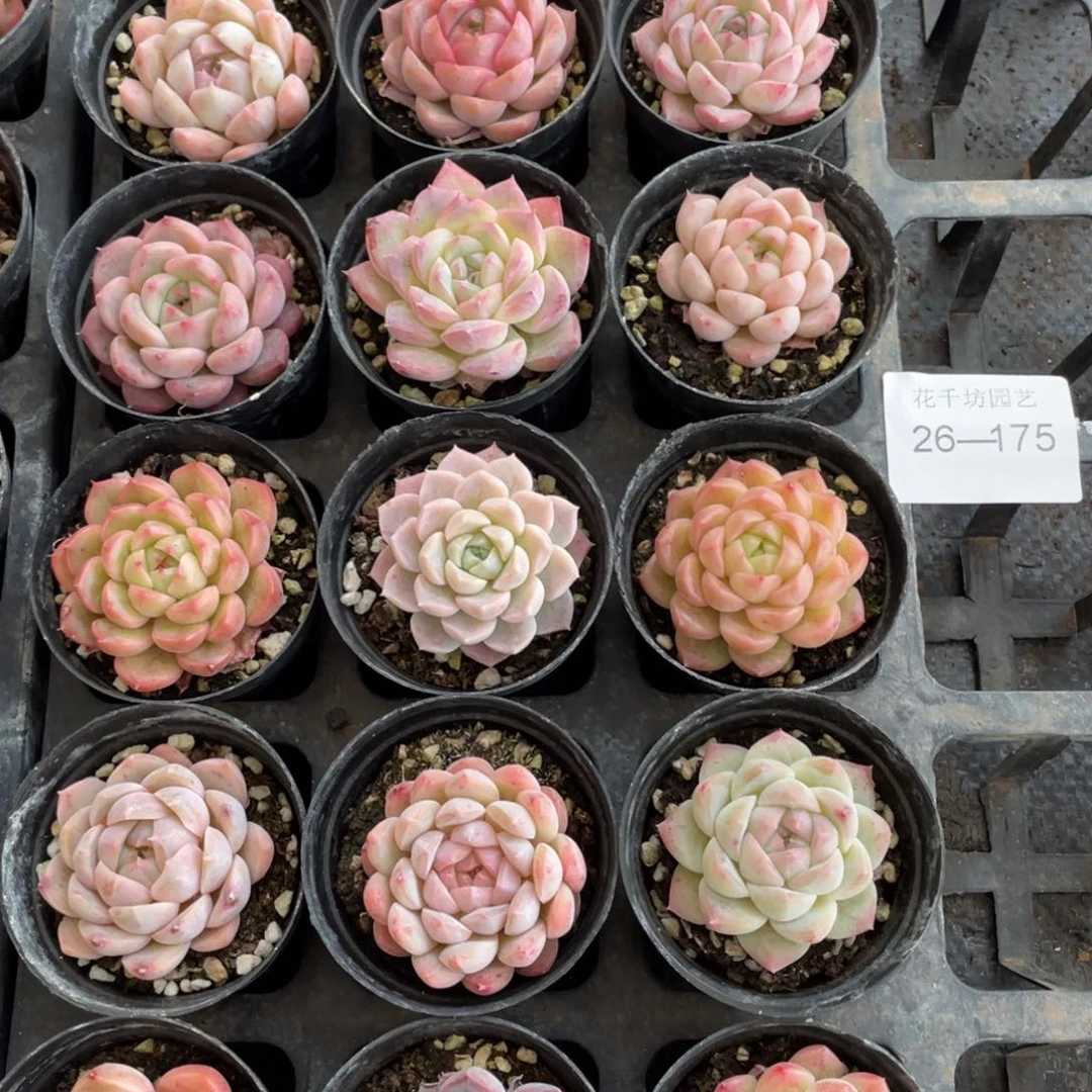 一物一拍18颗26-175