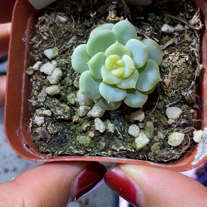 标签177荔枝一个多肉