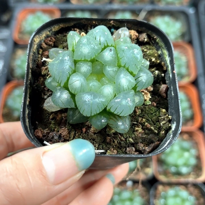 翠冰玉露多肉植物