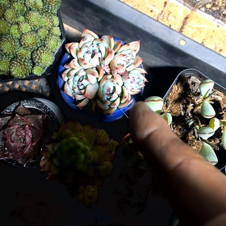 满9元包邮，水蜜桃吉娃娃3/6头