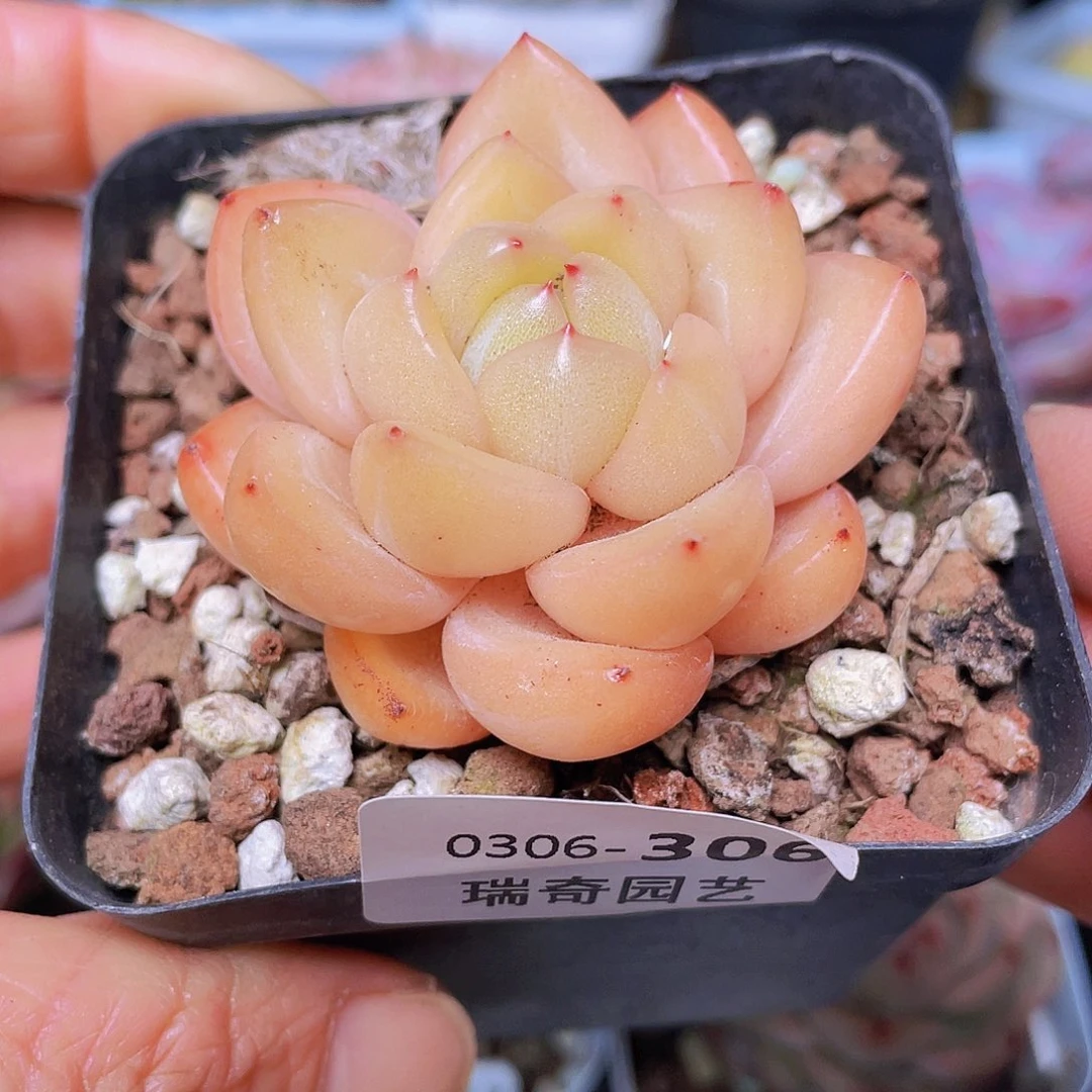 0000000000000000306量拍