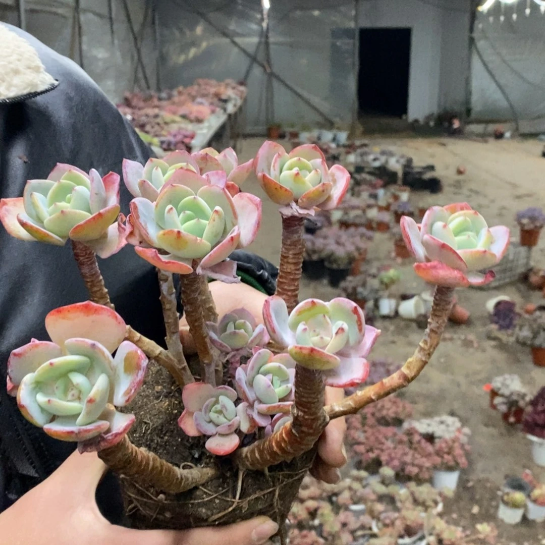 白月光五大头起发，160杯