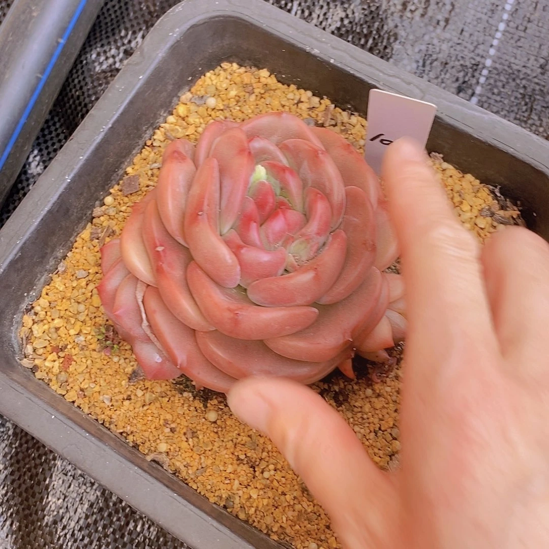 飞*100多肉植物老桩