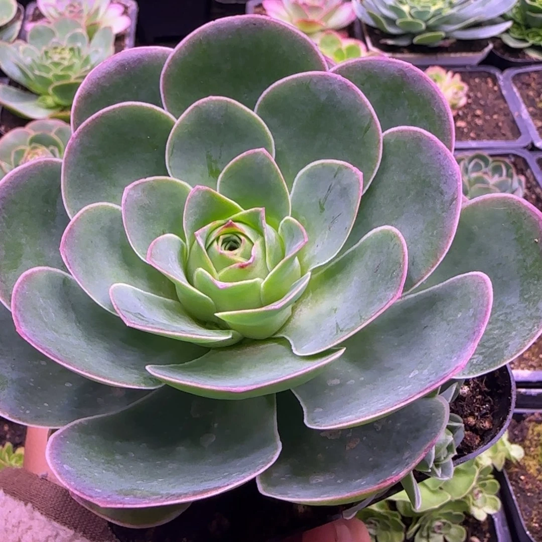 10厘米繁花玫瑰捧花老庄121424242