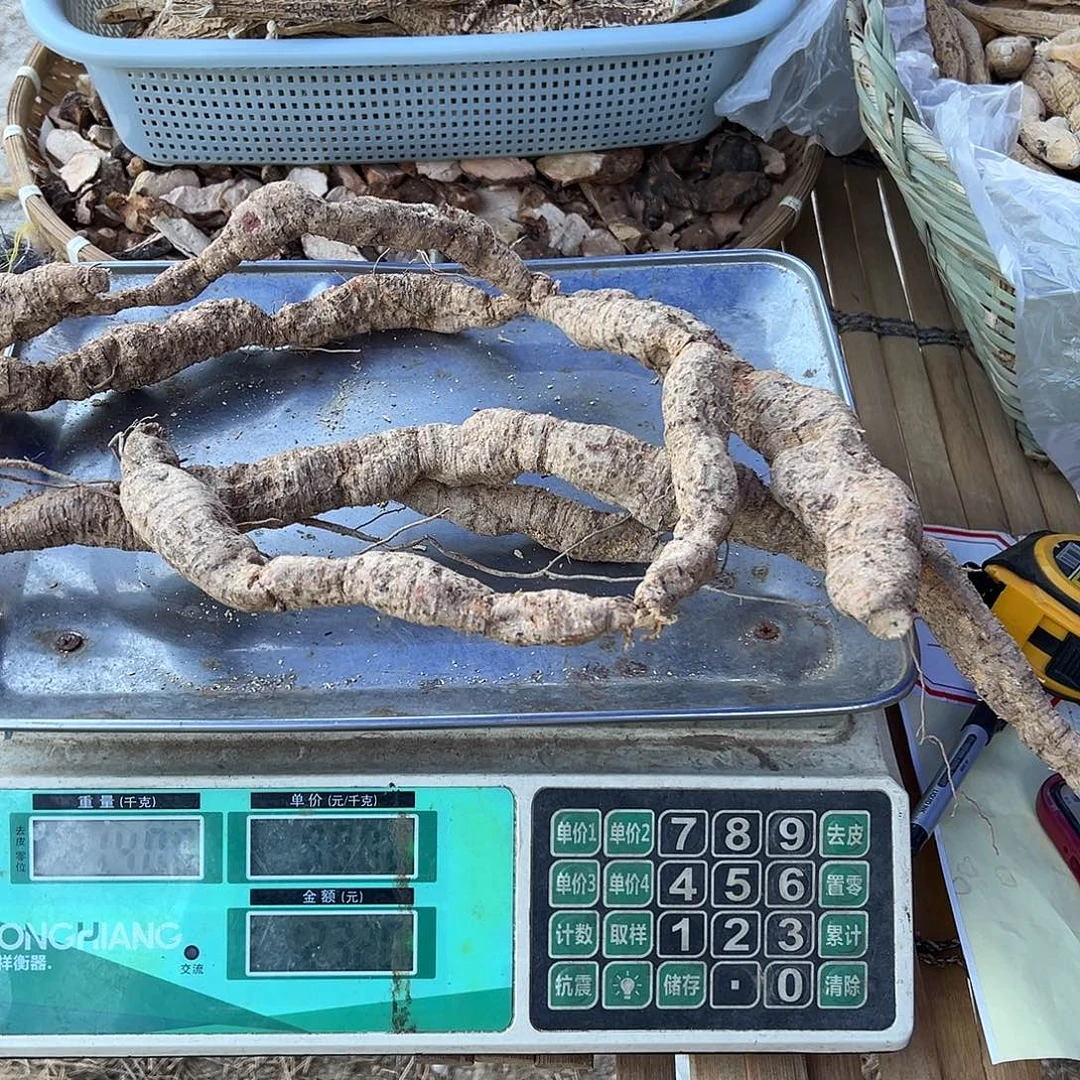 中国大陆石缝牛泡酒