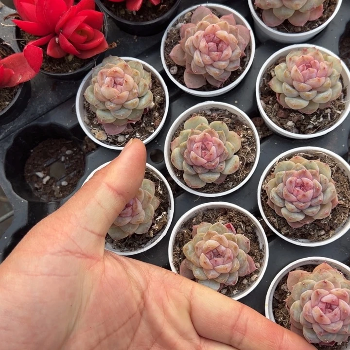 胭脂冰魄一颗3.5cm 量拍多肉满20包邮初7发