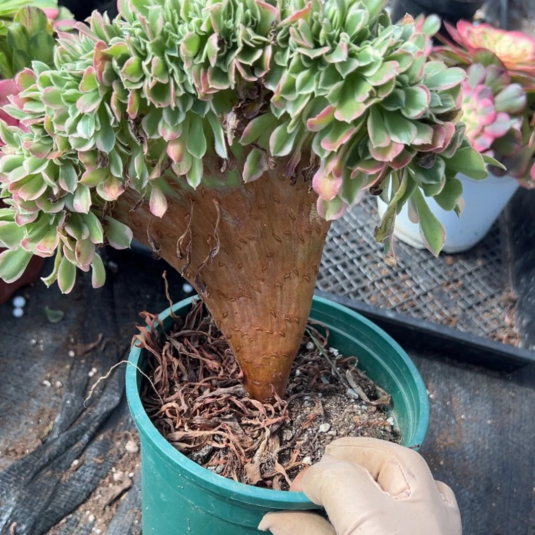 白凤缀一颗9.9多肉系