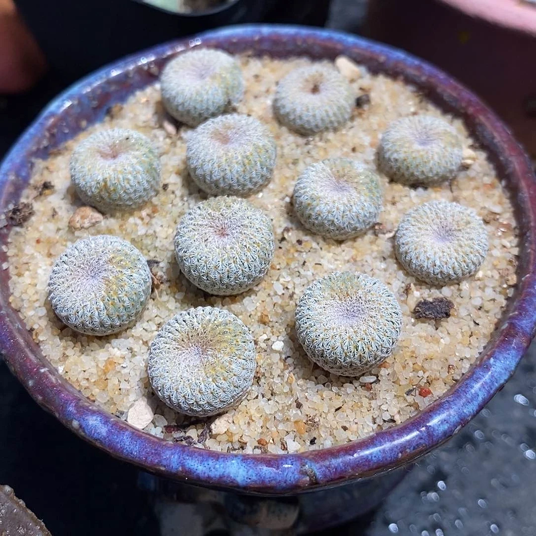 实生月世界一颗。