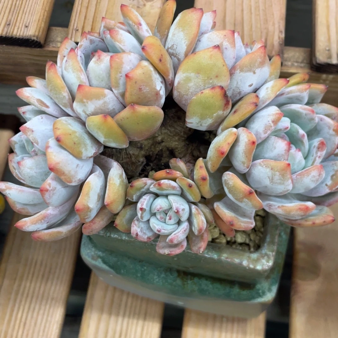 石榴子星影朵朵缀五头粗桩