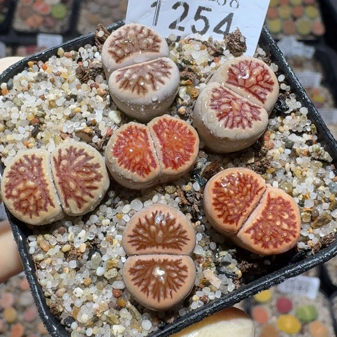 Zzz精品生石花 1254