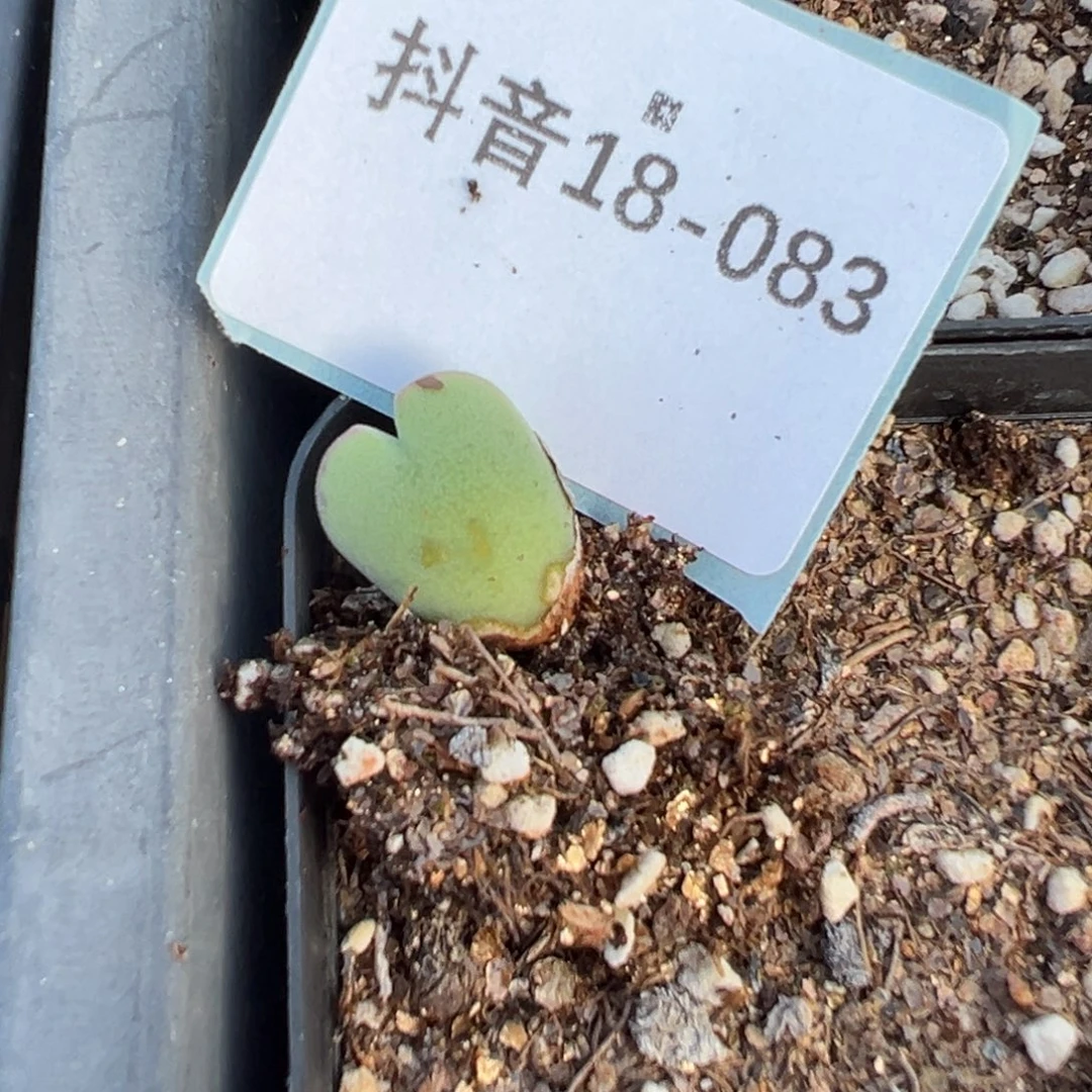 18-83量拍2465毛将2颗