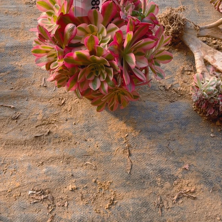 多肉粉女巫法师988