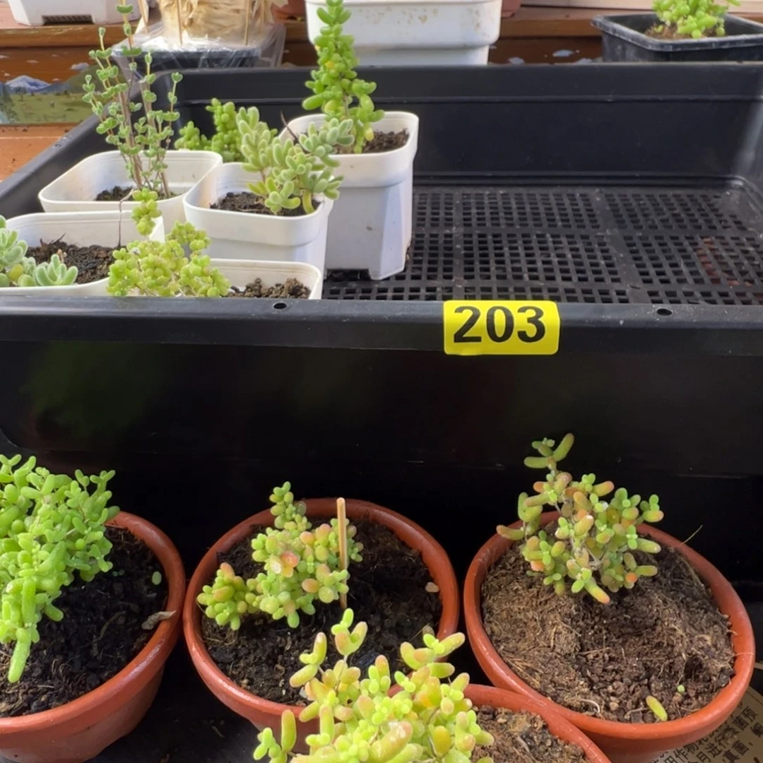枝干番杏多肉植物203