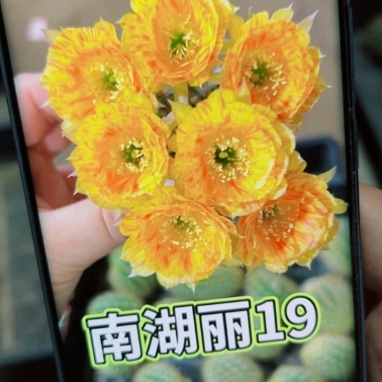 下67丽花金莎歪无根侧芽3公分左右20包邮