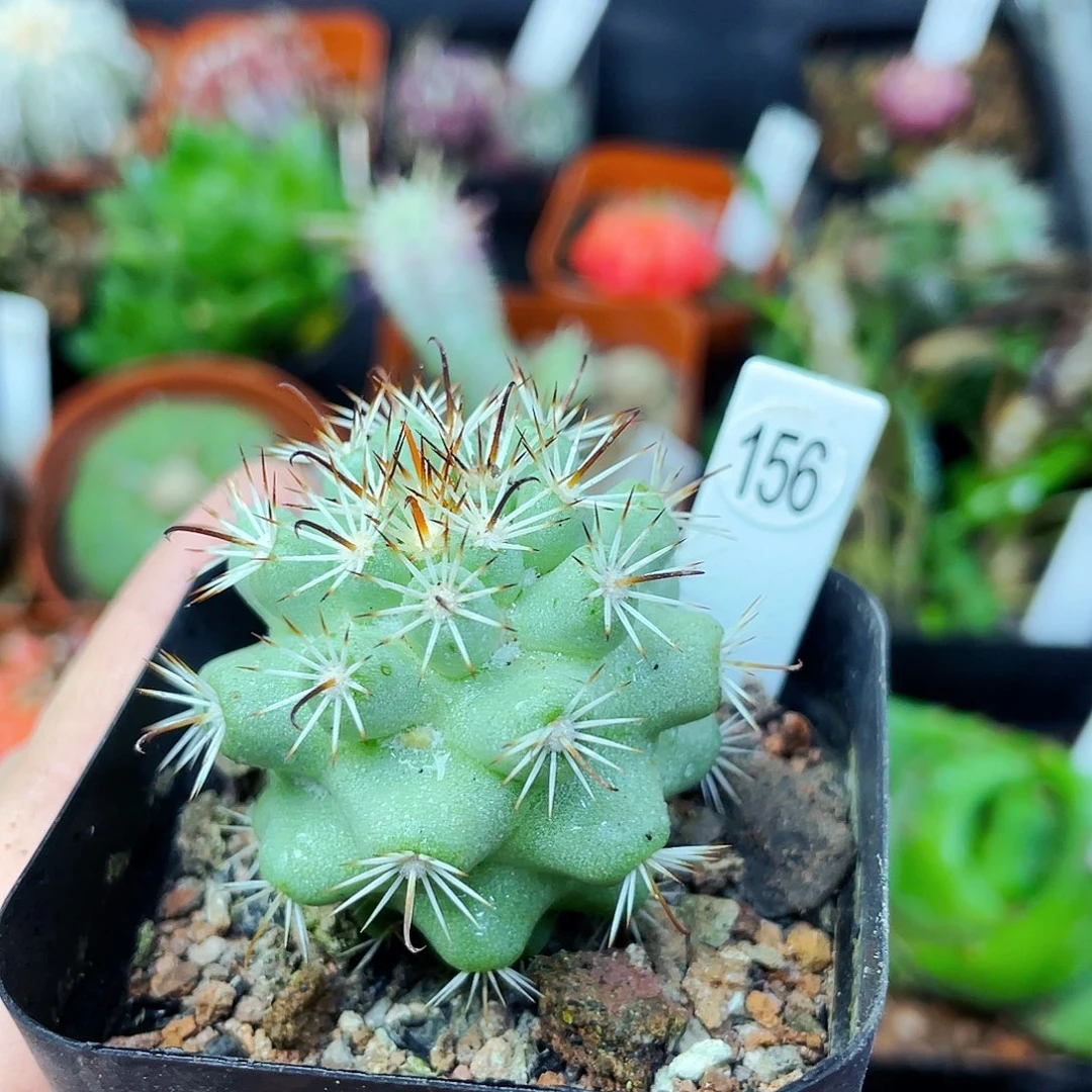 蓬莱宫非偏远地区满25包邮仙人球