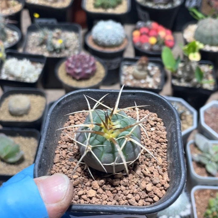 838狂刺光琳玉仙人球