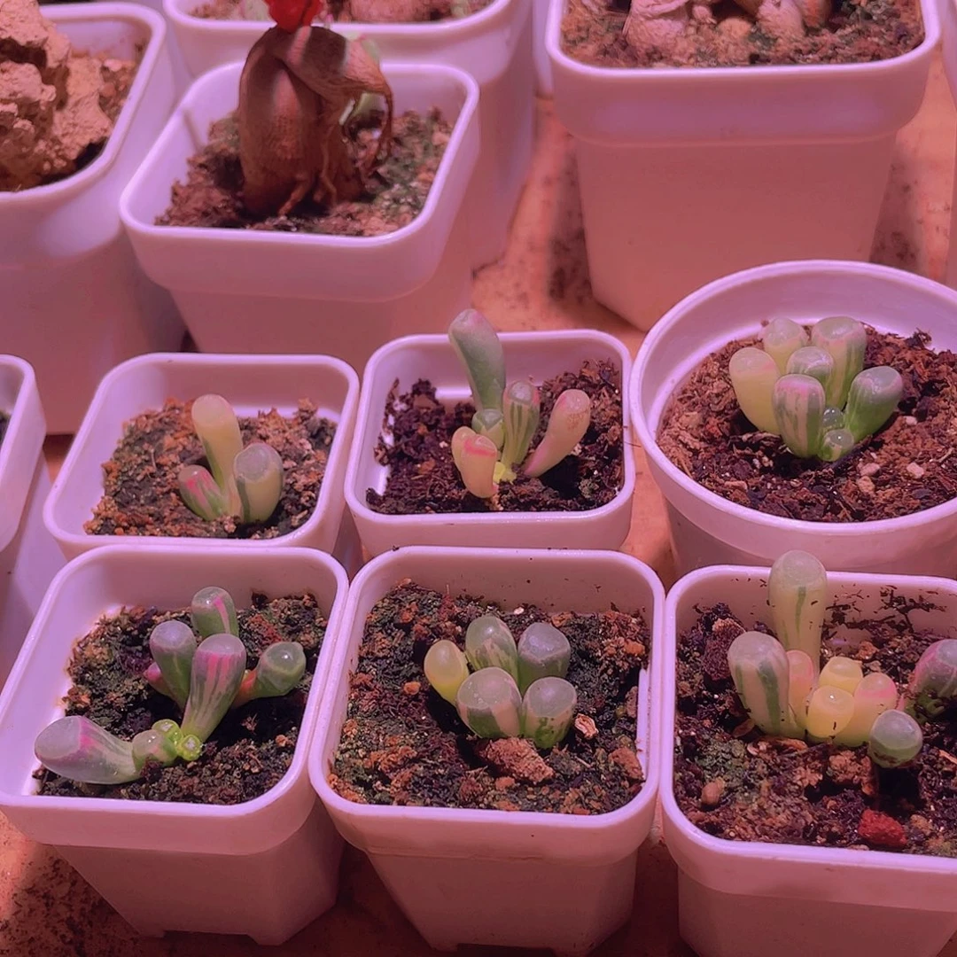 ⁰***⁰五十玲玉锦包邮带盆