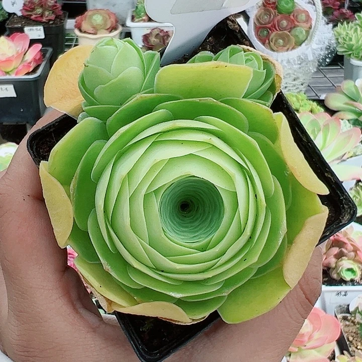 608黄千层小青蛙。