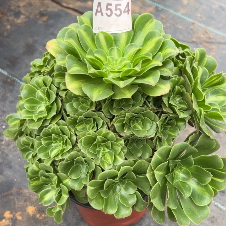 554翡翠琉璃23厘米左右