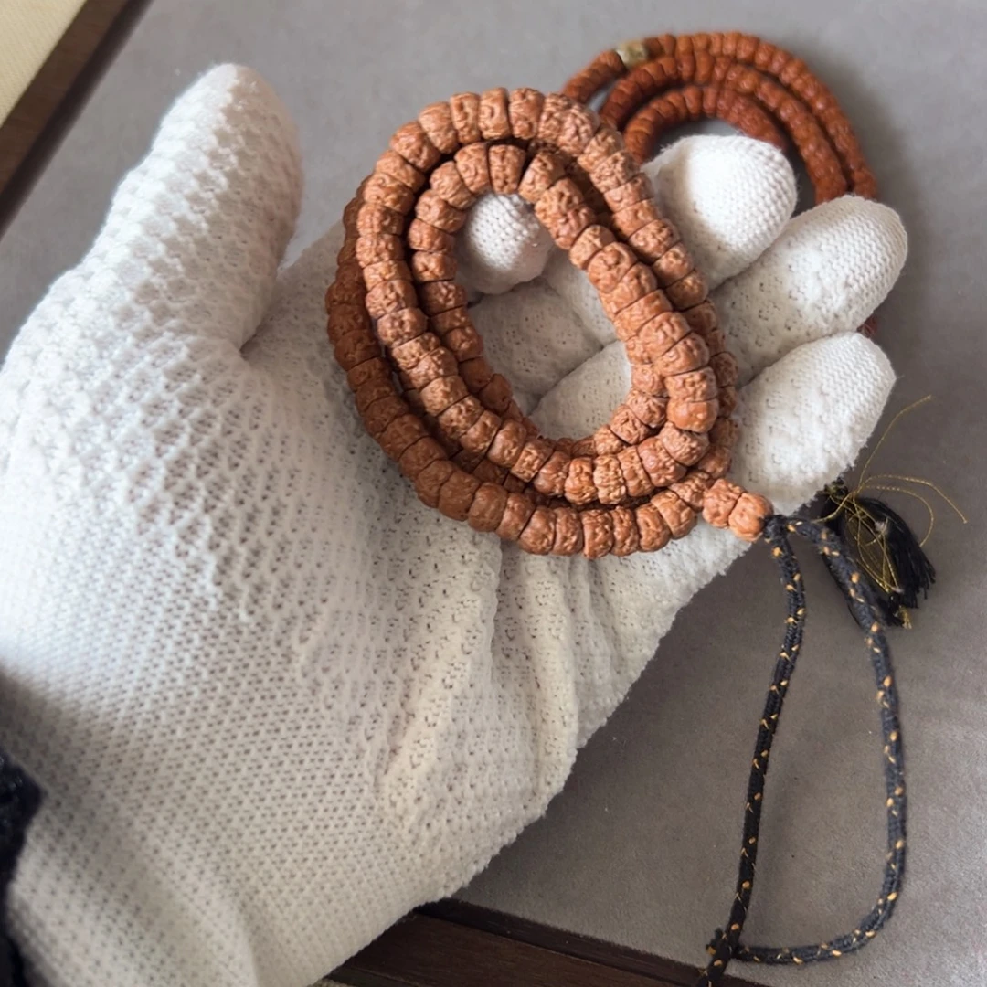 7.3五爪金龙大肠念珠