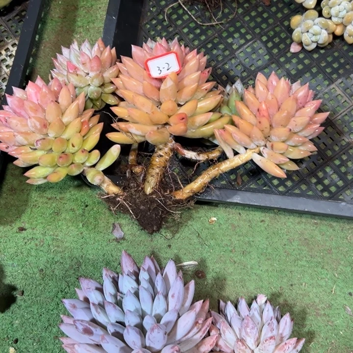 上***水精品多肉植物老桩