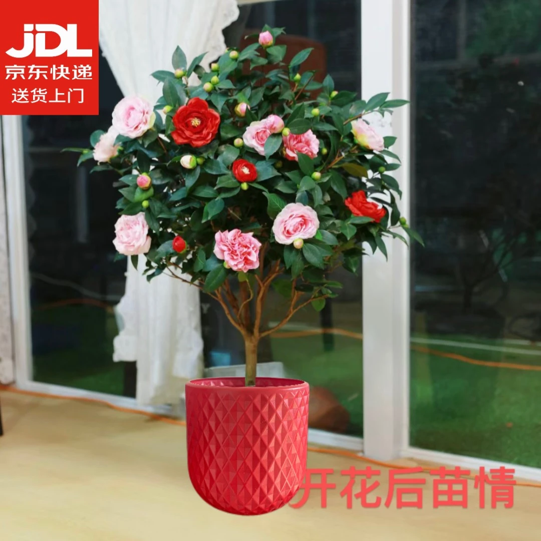 【加大版精品五色茶花】高度60-70五色赤丹带花苞室内外耐寒花卉