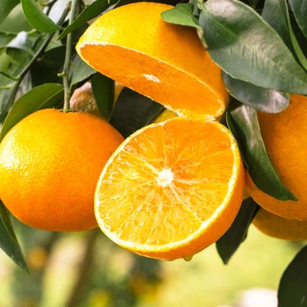 有机爱媛四川爱媛大弯山38果冻橙新鲜现摘细腻化渣清甜可口橙子