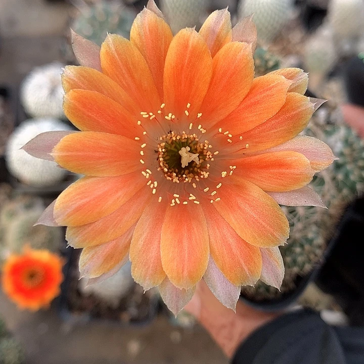 483 实生丽花6厘米