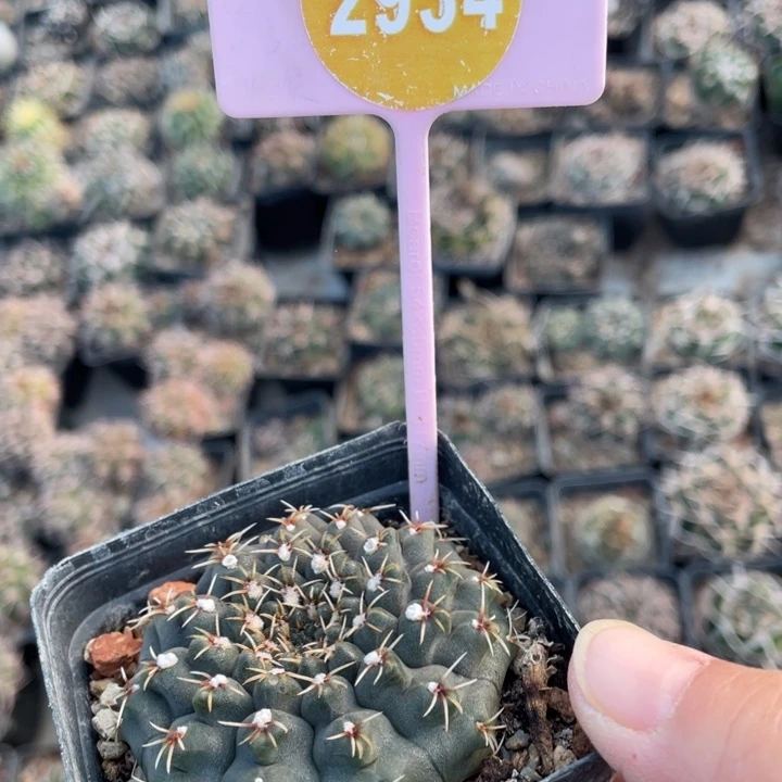 双***星实生瑞昌2934000000