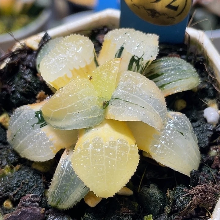 592天空之镜锦特选福利