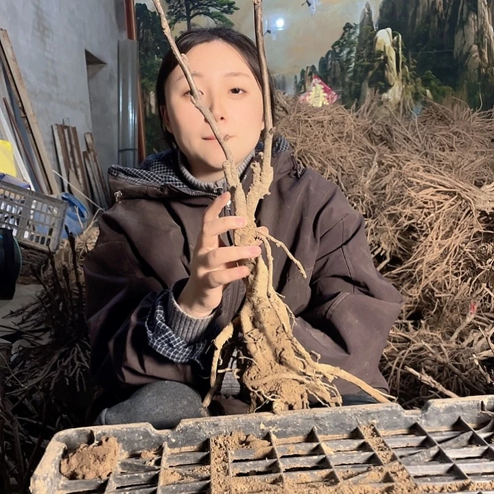 完全开放一物一拍牡丹