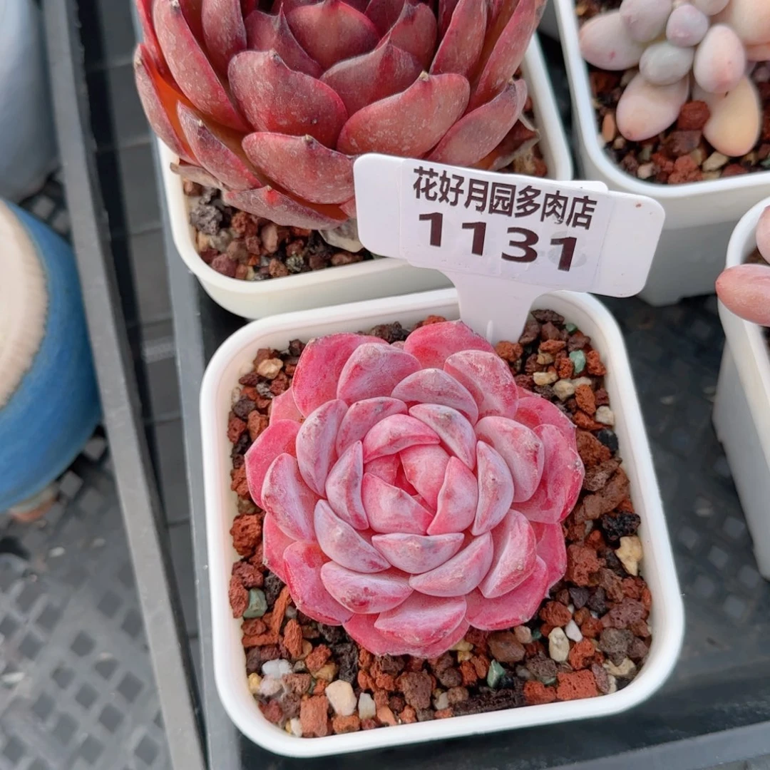 多肉植物1131………@