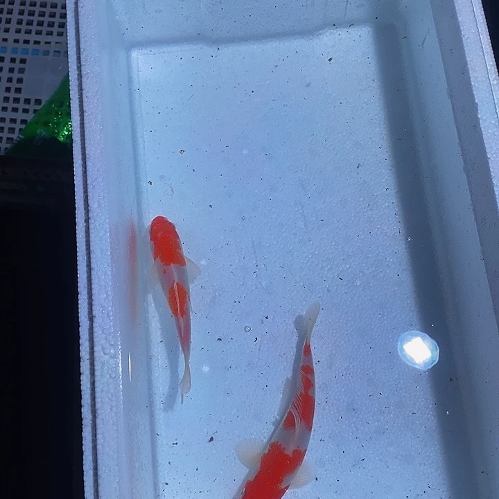 锦鲤锦鲤活鱼开箱包活
