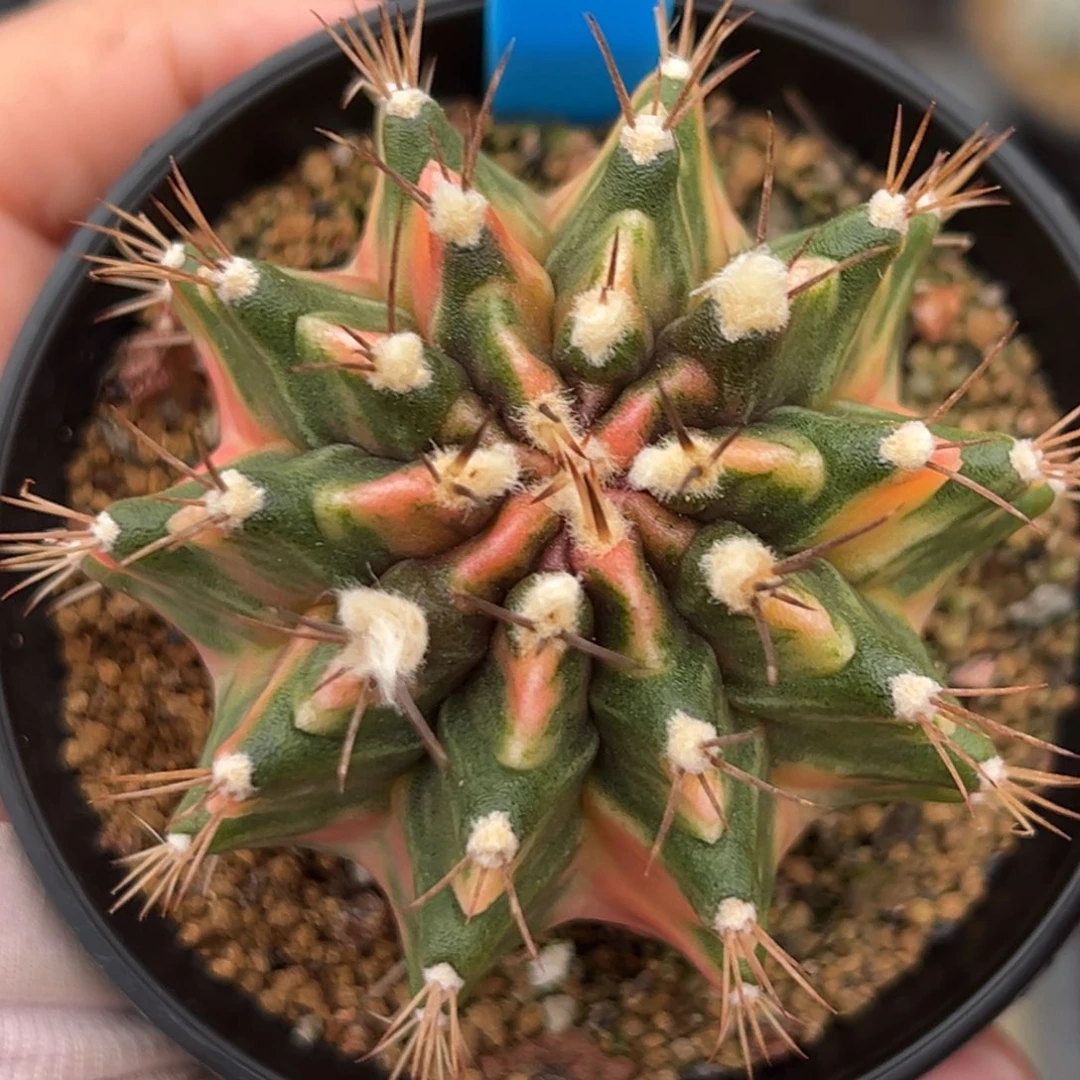 泰系侧芽金丝雀105