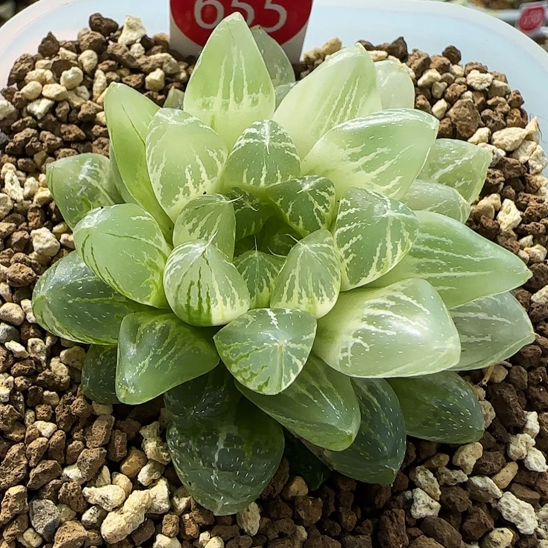 655号非组糊斑雪花玉露锦6左右一物一拍带盆土
