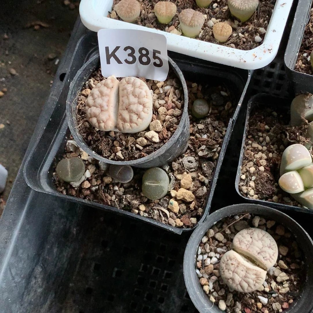 A****ᐝK385多肉植物保护研究所