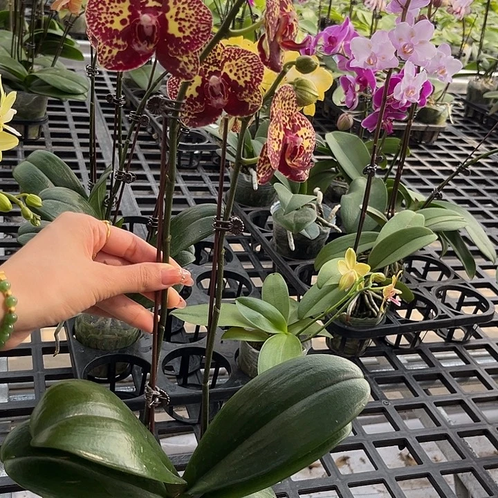 大部分花苞少量开放美洲豹无售后