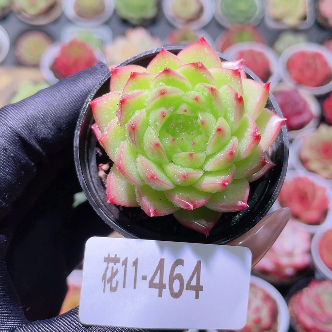 花利美11-464新品