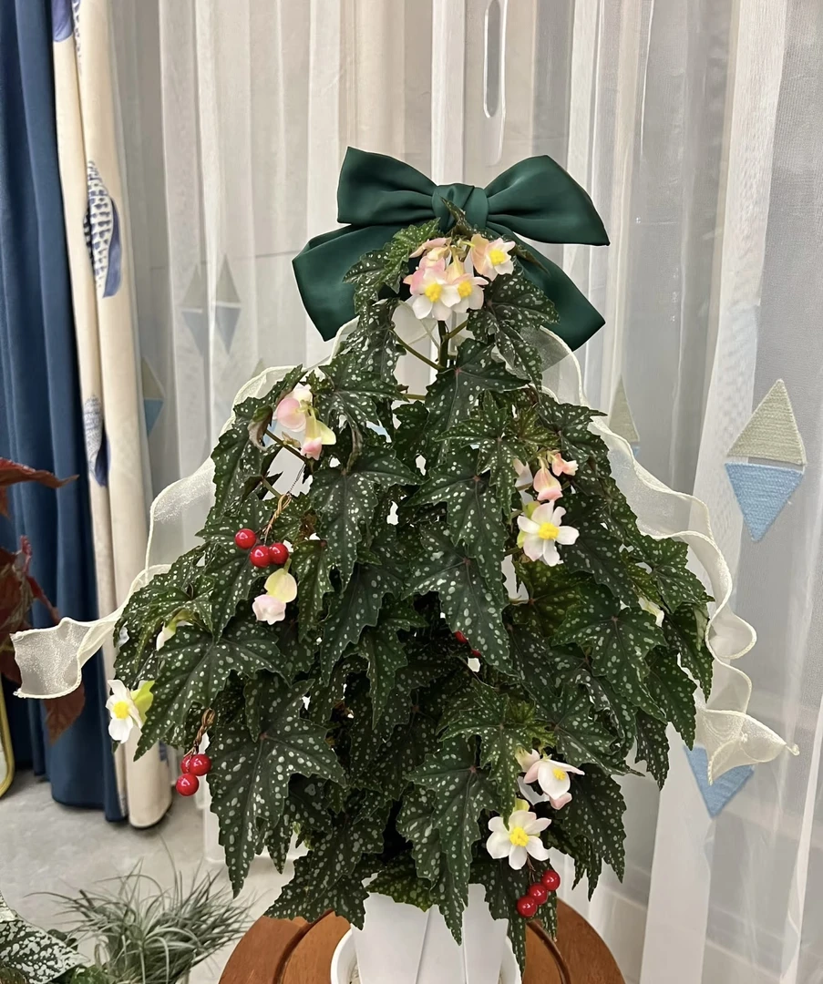 初云秋海棠高颜值新手好养室内爆花ins风耐热盆栽