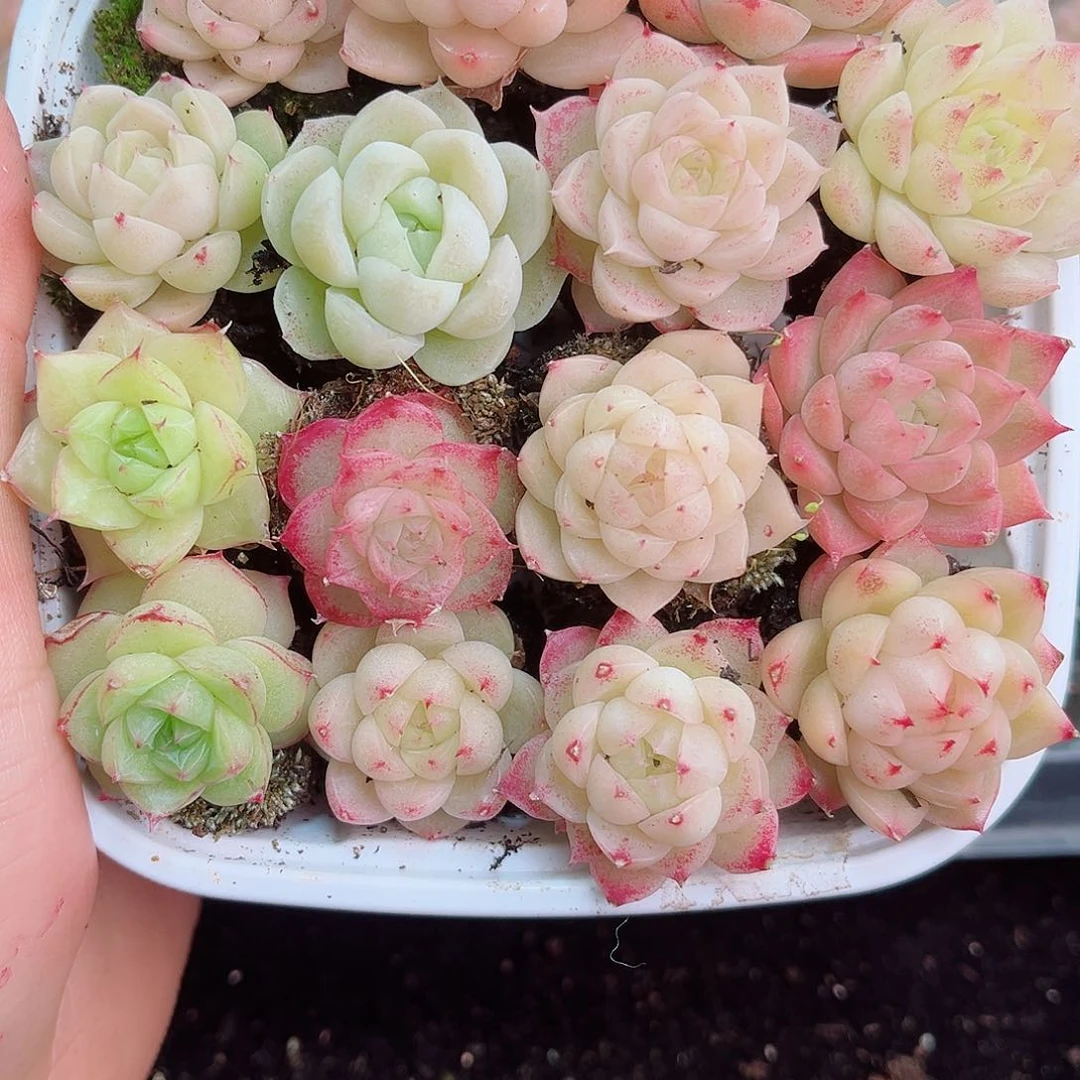 1-248 新疆西藏内蒙不发12.8包邮2-3公分多肉