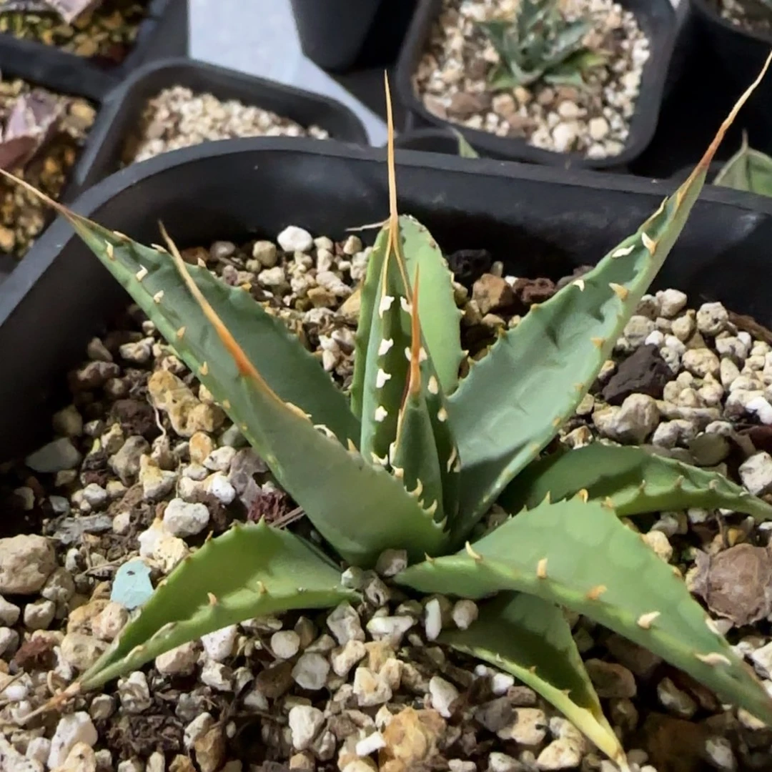 实生eb妖炎龙舌兰