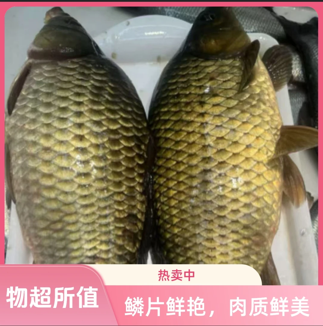 2d东北黄金大鲫鱼，7斤--7.5斤
