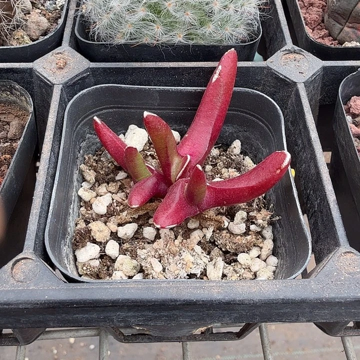 新妖带盆发5仙人球