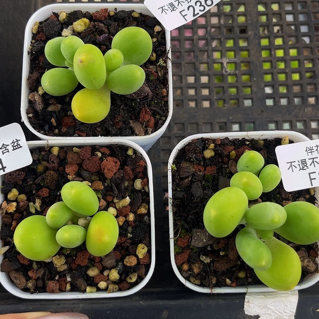 236-235-234-芒果奶多肉三颗