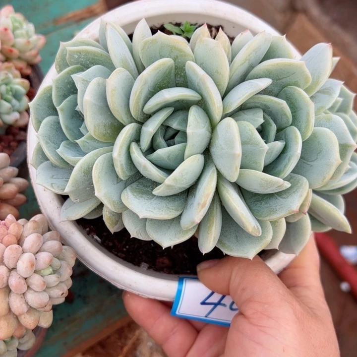 49劳林朵朵平平安安